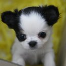 이개누구개 이미지