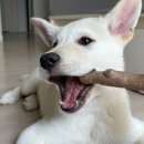 해피하개 이미지