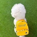 플레이멍 광주애견유치원&애견호텔 이미지