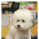 애니펫살롱 이미지