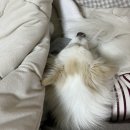 자살한 사이보그와 청주
