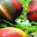 칼루타 아쿠아틱 이미지