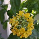 ♥ 육임으로 보는 1년신수(을사년) - 갑자일 제11국 이미지