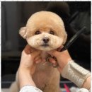 키스더도그/아르테미스 이미지