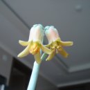 구산-025 | 원주 흥법사 염거화상 탑지- 보물지정 예고