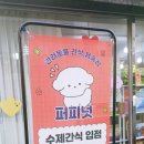 부광퍼피 이미지