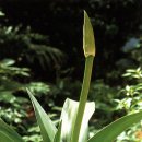 문주란 자생지 이미지