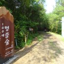 낙엽송숲 이미지