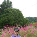 팔봉청삼골 돌배마을 이미지