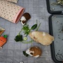 세자매야채