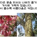 블뤼떼명품 Daum카페