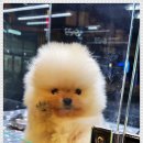 베이비몽 강아지분양 인천청라점 이미지