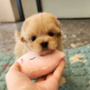 푸른들동물병원 이미지