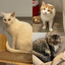 꺼멍머리 | 홍대 데이트 코스 애견 카페 추천 | 힐링 핫플 더 귀여워 애견카페