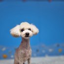 몽쉘몽봉 이미지