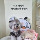 해피멍냥데이 - 서구 계룡로 562 | 해피멍냥데이