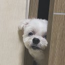 살랑살랑 이미지