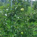 백월농장 이미지