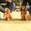 토이 켄넬 이미지