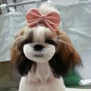The 쇼독 이미지