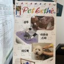 늘, 빛나개 | 울산 강아지미용실 고민하신다면?! 늘빛나개 내돈내산후기입니다