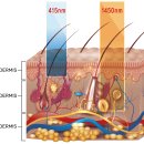 분당 피엘 동물피부클리닉 이미지
