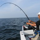 bluefin jigging /popping 이미지