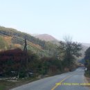 왕소나무길 이미지