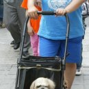 개팔자 상팔자 이미지