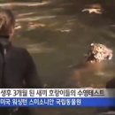 호랑이PC 이미지