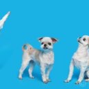 블루밍독 이미지