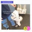 대전 멍택시 네이버블로그