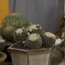 CSSA(Cactus and Succulent Society of America) Show 이미지