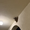 제주 우찌 이미지