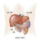 담즙성 경화증(Biliary cirrhosis) 이미지