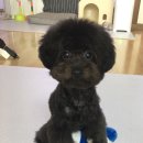 강아지 사료샘플 신청 목록정리