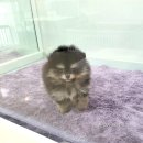 안다켄넬 이미지