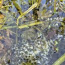 장수농장 | 가볼 만한 곳] 주말 나들이로 딱! '김포 곤충 농장' 생태체험관 리얼 후기 (feat. 장수풍뎅이, 도마뱀)