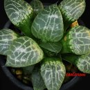 수정-101 이미지