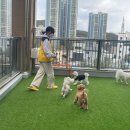 옐레드 애견유치원 & 애견호텔 대전노은점 | 애견 호텔 대전 애견 유치원 옐레드 대전노은점