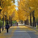 은행나무길 이미지