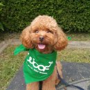 루루 반려견 이미지