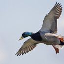 청둥오리 이미지