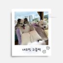 구름강아지 | 강아지 이동가방 추천｜네오핏 구름백 아이보리&amp;퍼플 내돈 내산 후기☁️