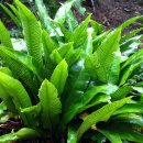 선흘리 백서향 및 변산일엽군락 | 2, 아름다운 순간들 / 11월4일, 오늘의 탄생화, 골고사리 이야기 효능