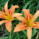 연봉우체국 이미지