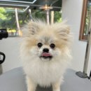 트리밍153 이미지