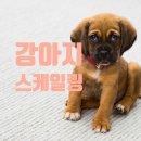 강아지내담