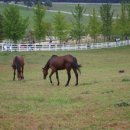 초원대중 이미지