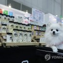 펫소풍 연합뉴스